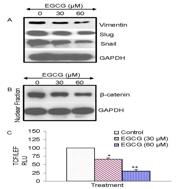 https://cdn.ncbi.nlm.nih.gov/pmc/blobs/1ad0/2933702/f5287bd16026/1750-2187-5-14-6.jpg