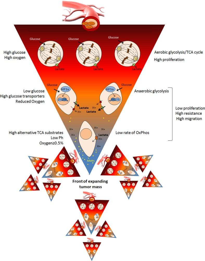 https://cdn.ncbi.nlm.nih.gov/pmc/blobs/1ad0/4394127/a0afea72356a/oncoscience-02-0225-g001.jpg