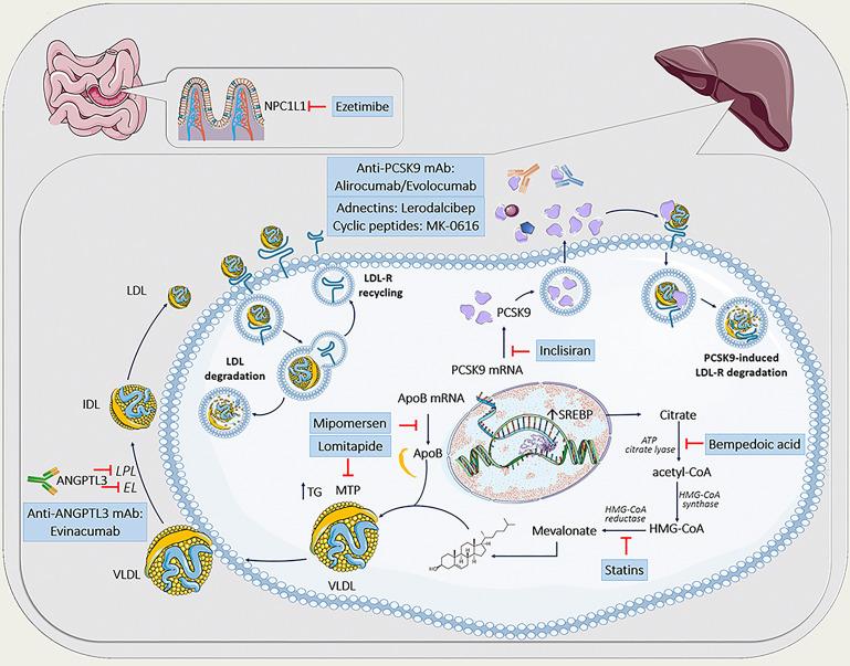 https://cdn.ncbi.nlm.nih.gov/pmc/blobs/1ad4/11266816/cc6e408e7f82/2153-8174-24-8-236-g1.jpg