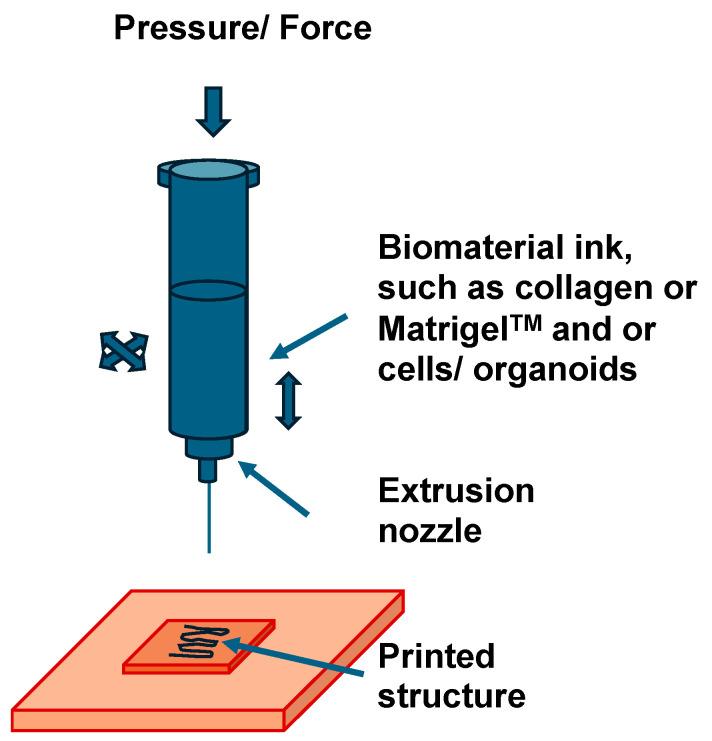 https://cdn.ncbi.nlm.nih.gov/pmc/blobs/1ad4/11476109/4e875371e1a2/cells-13-01638-g001.jpg