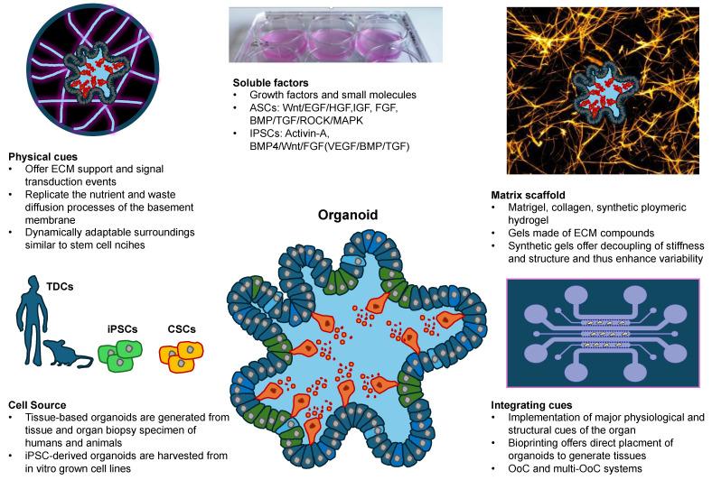 https://cdn.ncbi.nlm.nih.gov/pmc/blobs/1ad4/11476109/90c522a31b87/cells-13-01638-g005.jpg
