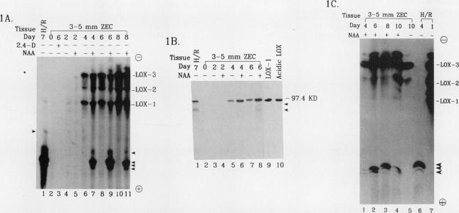 https://cdn.ncbi.nlm.nih.gov/pmc/blobs/1ad5/1081111/83e439a7add3/plntphys00698-0131-a.jpg