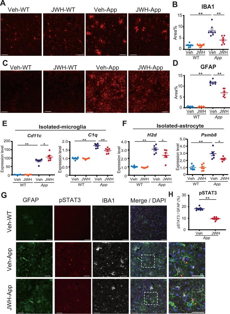 https://cdn.ncbi.nlm.nih.gov/pmc/blobs/1ad7/11589152/8f719deb4cf0/41419_2024_7249_Fig4_HTML.jpg