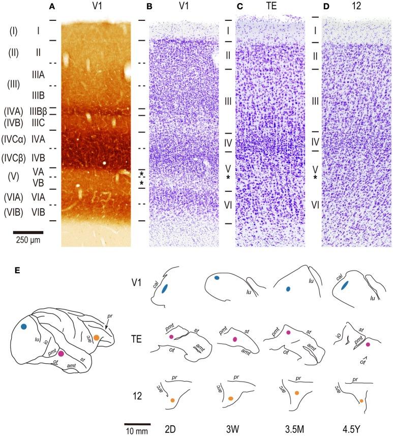 https://cdn.ncbi.nlm.nih.gov/pmc/blobs/1ad9/5347257/4d3d98b51853/fnins-11-00118-g0001.jpg