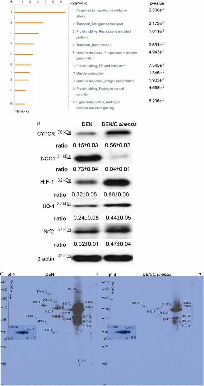 https://cdn.ncbi.nlm.nih.gov/pmc/blobs/1adc/5312383/139706f39876/oncotarget-07-60270-g005.jpg