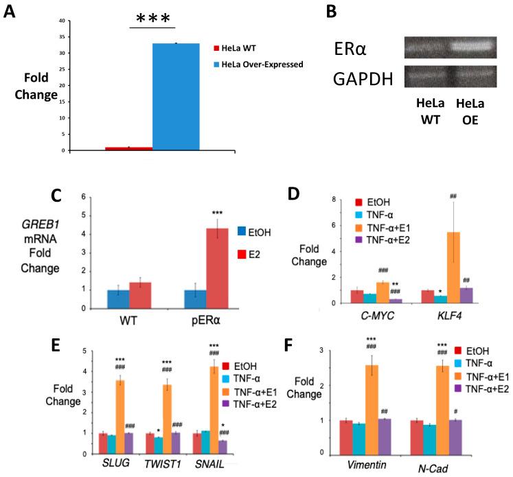 https://cdn.ncbi.nlm.nih.gov/pmc/blobs/1adc/9865376/e355551a7925/ijms-24-01221-g005.jpg