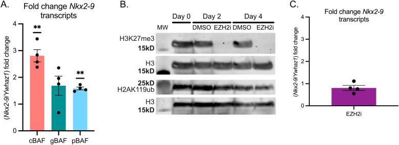 https://cdn.ncbi.nlm.nih.gov/pmc/blobs/1add/11361369/170d6f3fdd3d/LSA-2024-02715_Fig6.jpg