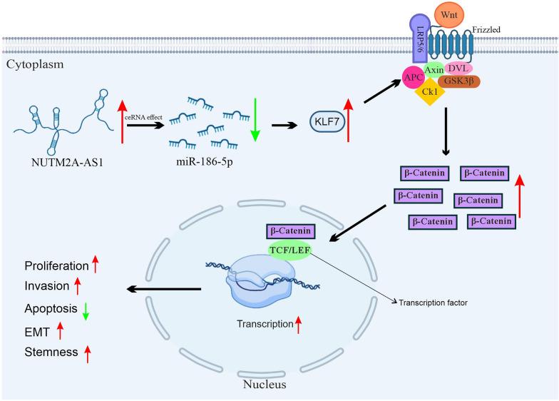 https://cdn.ncbi.nlm.nih.gov/pmc/blobs/1adf/12406370/d4ce04b8bf1c/40001_2025_3019_Fig1_HTML.jpg