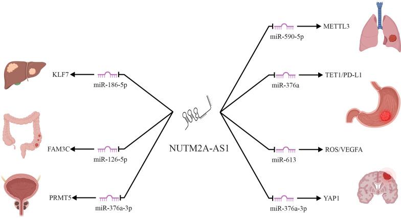 https://cdn.ncbi.nlm.nih.gov/pmc/blobs/1adf/12406370/ee19bf573139/40001_2025_3019_Fig2_HTML.jpg
