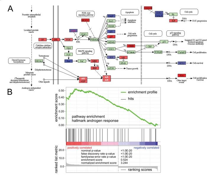 https://cdn.ncbi.nlm.nih.gov/pmc/blobs/1adf/5444746/bcf89dc28c62/oncotarget-08-30328-g002.jpg
