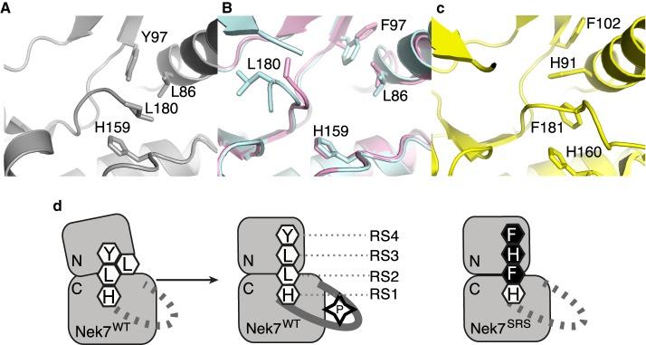 https://cdn.ncbi.nlm.nih.gov/pmc/blobs/1ae0/7200626/0bd8c78ff96d/BCJ-477-1525-g0001.jpg