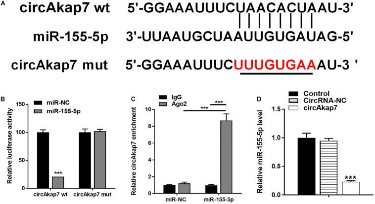 https://cdn.ncbi.nlm.nih.gov/pmc/blobs/1ae0/7573549/028602ceaa30/fcell-08-569977-g006.jpg