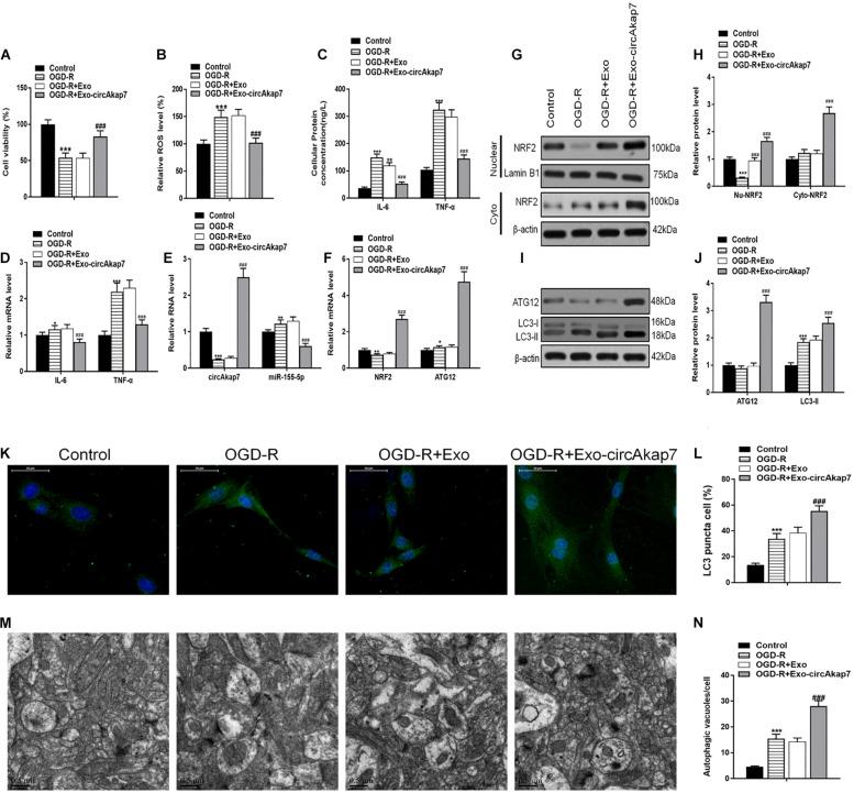 https://cdn.ncbi.nlm.nih.gov/pmc/blobs/1ae0/7573549/8685bffd00a4/fcell-08-569977-g005.jpg