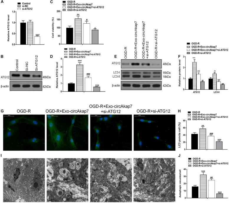 https://cdn.ncbi.nlm.nih.gov/pmc/blobs/1ae0/7573549/960a977e0ee2/fcell-08-569977-g009.jpg