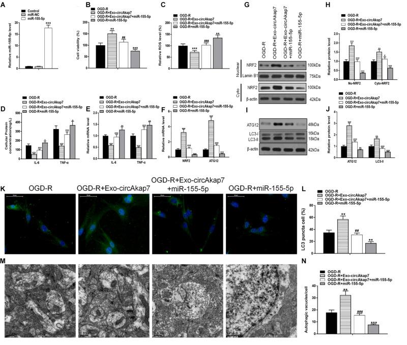 https://cdn.ncbi.nlm.nih.gov/pmc/blobs/1ae0/7573549/a40e7058d7c7/fcell-08-569977-g007.jpg