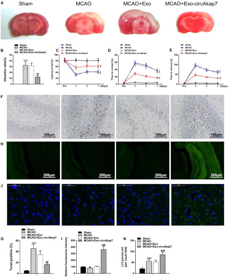 https://cdn.ncbi.nlm.nih.gov/pmc/blobs/1ae0/7573549/b7d3aa999cd4/fcell-08-569977-g003.jpg