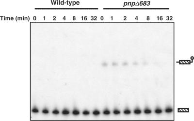 https://cdn.ncbi.nlm.nih.gov/pmc/blobs/1ae1/2811032/5d54faa9faa5/gkp997f3.jpg