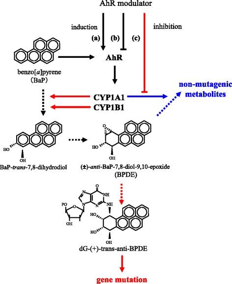 https://cdn.ncbi.nlm.nih.gov/pmc/blobs/1ae5/5385587/abae1e99b840/41021_2017_76_Fig3_HTML.jpg