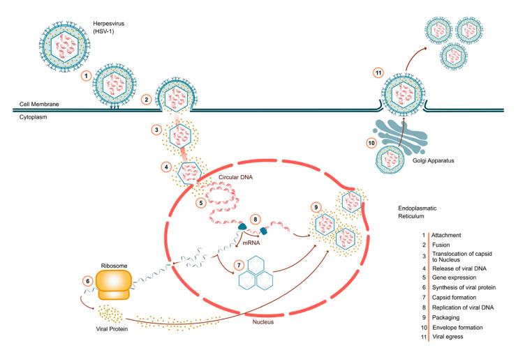 https://cdn.ncbi.nlm.nih.gov/pmc/blobs/1ae6/10301284/6c61caede940/viruses-15-01314-g001.jpg