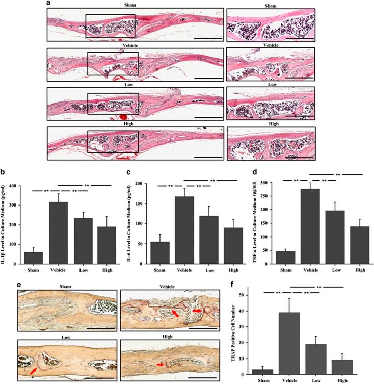 https://cdn.ncbi.nlm.nih.gov/pmc/blobs/1ae9/5133998/b0a86229efa4/cddis2016339f2.jpg