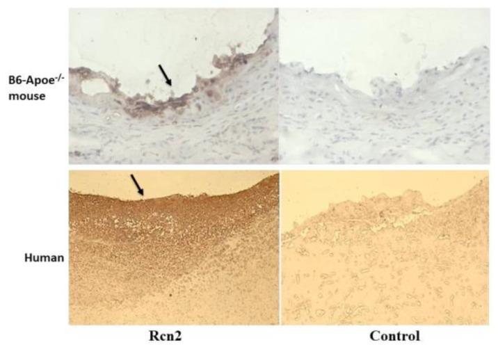 https://cdn.ncbi.nlm.nih.gov/pmc/blobs/1aea/8997427/5ad379fc6e70/cells-11-01107-g002.jpg