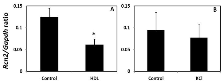 https://cdn.ncbi.nlm.nih.gov/pmc/blobs/1aea/8997427/7c343f37c4f0/cells-11-01107-g006.jpg