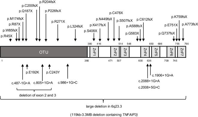 https://cdn.ncbi.nlm.nih.gov/pmc/blobs/1aec/12197945/62c646915e59/fimmu-16-1548042-g001.jpg