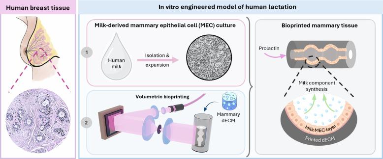 https://cdn.ncbi.nlm.nih.gov/pmc/blobs/1af6/12136022/18e845e45664/sciadv.adu5793-f1.jpg