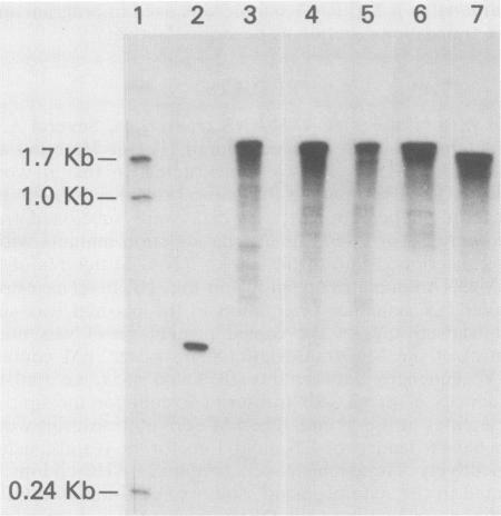https://cdn.ncbi.nlm.nih.gov/pmc/blobs/1af7/253708/3ed4ebe1da0a/jvirol00087-0230-b.jpg