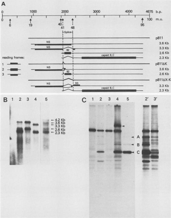 https://cdn.ncbi.nlm.nih.gov/pmc/blobs/1af7/253708/6ed041a139bc/jvirol00087-0232-a.jpg