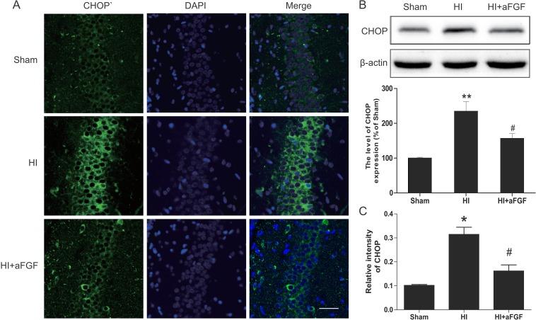 https://cdn.ncbi.nlm.nih.gov/pmc/blobs/1af7/5617396/024479e3de5c/oncotarget-08-60941-g005.jpg