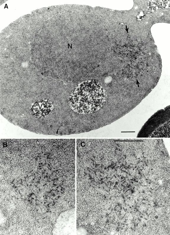 https://cdn.ncbi.nlm.nih.gov/pmc/blobs/1af8/2192028/4a19038ff647/JCB0101091.f1.jpg