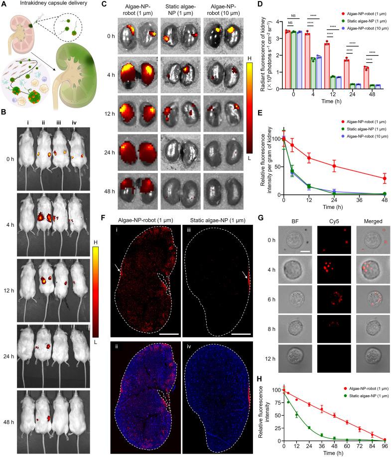 https://cdn.ncbi.nlm.nih.gov/pmc/blobs/1afb/12248282/1039263a3975/sciadv.adw8578-f5.jpg
