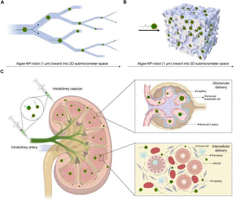 https://cdn.ncbi.nlm.nih.gov/pmc/blobs/1afb/12248282/bb0c63758439/sciadv.adw8578-f1.jpg