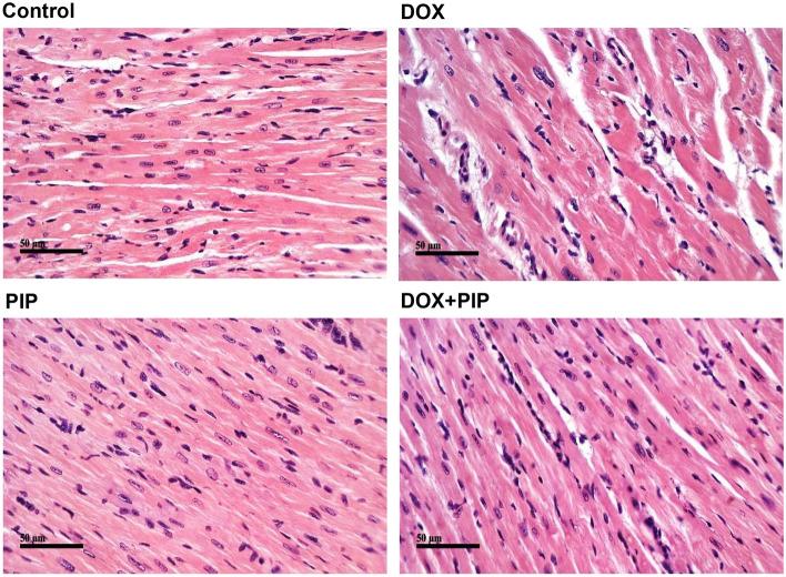 https://cdn.ncbi.nlm.nih.gov/pmc/blobs/1aff/11303729/f43cb0c74618/41598_2024_65508_Fig5_HTML.jpg
