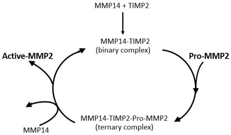 https://cdn.ncbi.nlm.nih.gov/pmc/blobs/1b02/12383675/2becd365260a/biomolecules-15-01059-g008.jpg