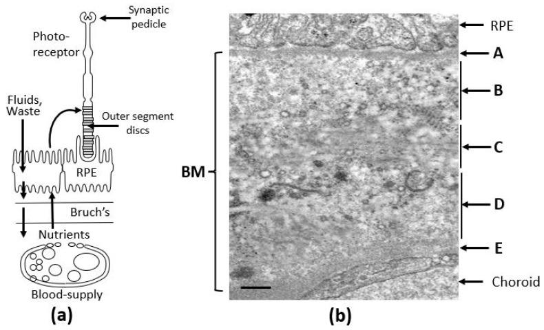 https://cdn.ncbi.nlm.nih.gov/pmc/blobs/1b02/12383675/39993c018c1f/biomolecules-15-01059-g001.jpg