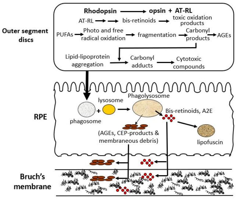 https://cdn.ncbi.nlm.nih.gov/pmc/blobs/1b02/12383675/40ed6b81c188/biomolecules-15-01059-g003.jpg