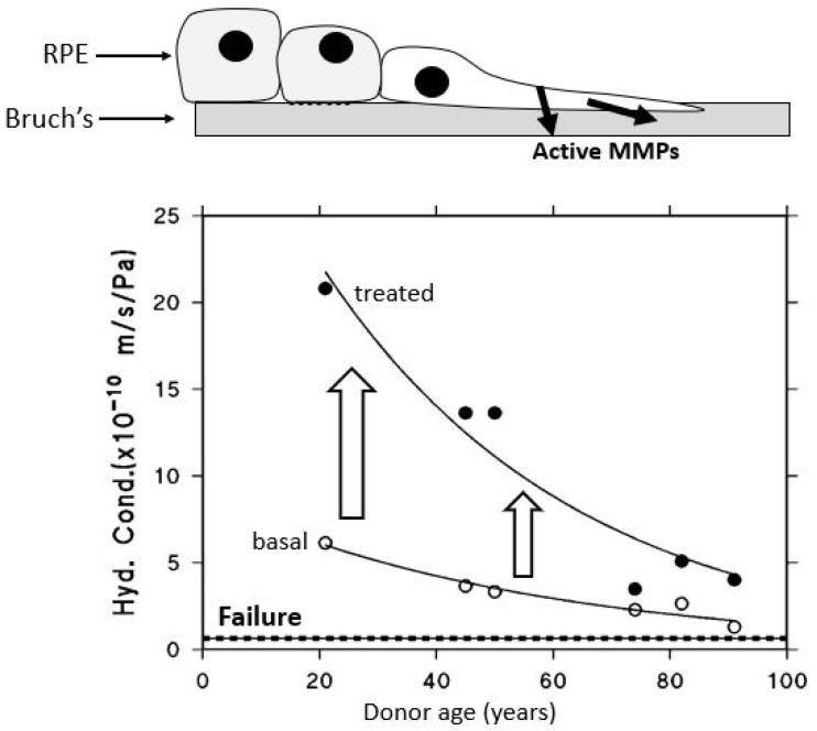 https://cdn.ncbi.nlm.nih.gov/pmc/blobs/1b02/12383675/4f703f53969c/biomolecules-15-01059-g011.jpg