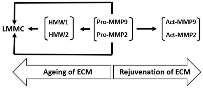 https://cdn.ncbi.nlm.nih.gov/pmc/blobs/1b02/12383675/f07134ae7698/biomolecules-15-01059-g007.jpg