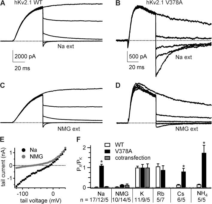 https://cdn.ncbi.nlm.nih.gov/pmc/blobs/1b03/4621747/856d9d1f644f/JGP_201511444_Fig2.jpg