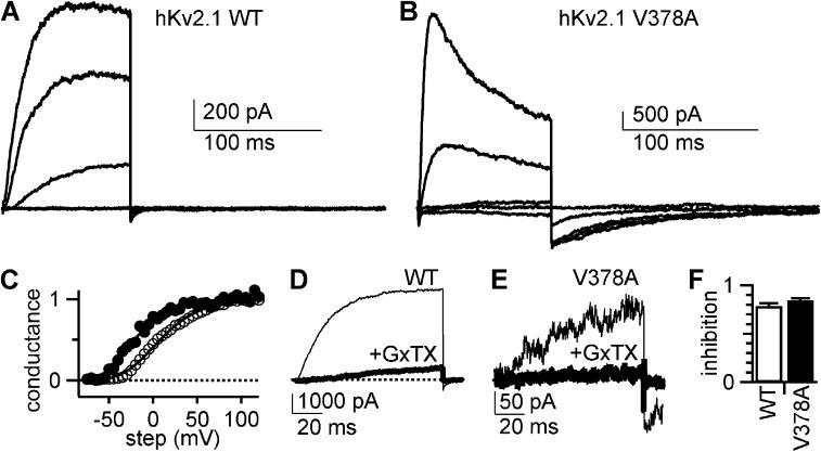 https://cdn.ncbi.nlm.nih.gov/pmc/blobs/1b03/4621747/e34954885065/JGP_201511444_Fig1.jpg
