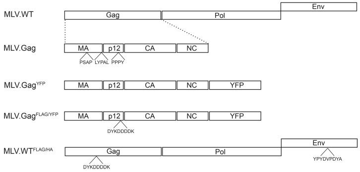 https://cdn.ncbi.nlm.nih.gov/pmc/blobs/1b05/4848597/f8dfa55d070a/viruses-08-00103-g001.jpg