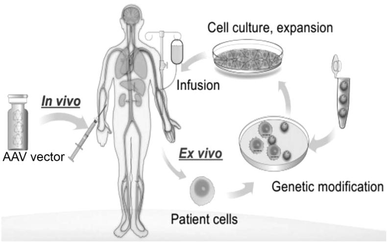 https://cdn.ncbi.nlm.nih.gov/pmc/blobs/1b07/9419966/0cf9942a634c/hum.2022.023_figure3.jpg