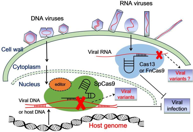 https://cdn.ncbi.nlm.nih.gov/pmc/blobs/1b0c/7649272/a320ae505ac2/fmicb-11-593700-g001.jpg