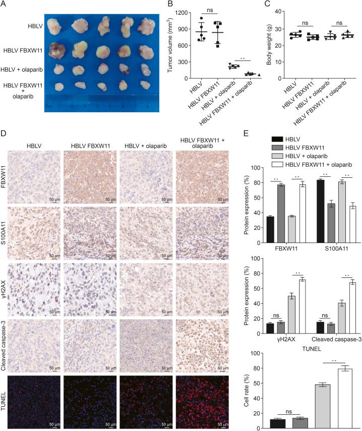 https://cdn.ncbi.nlm.nih.gov/pmc/blobs/1b0e/12311512/3af1157df227/gr8.jpg