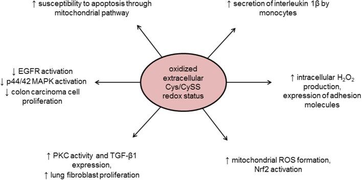 https://cdn.ncbi.nlm.nih.gov/pmc/blobs/1b0e/4130307/348163d784b3/fphys-05-00285-g0002.jpg