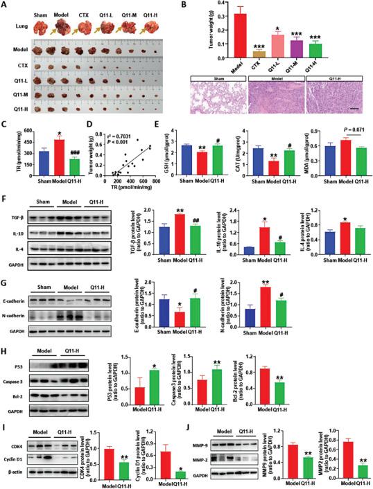 https://cdn.ncbi.nlm.nih.gov/pmc/blobs/1b0f/10724398/135f05e5a3bf/ADVS-10-2303975-g002.jpg