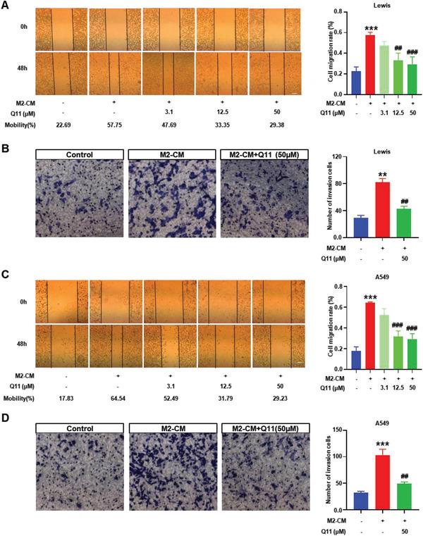 https://cdn.ncbi.nlm.nih.gov/pmc/blobs/1b0f/10724398/62a5db7c92ef/ADVS-10-2303975-g006.jpg