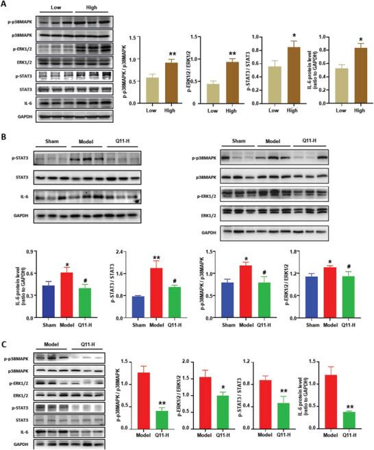 https://cdn.ncbi.nlm.nih.gov/pmc/blobs/1b0f/10724398/66b860118495/ADVS-10-2303975-g001.jpg